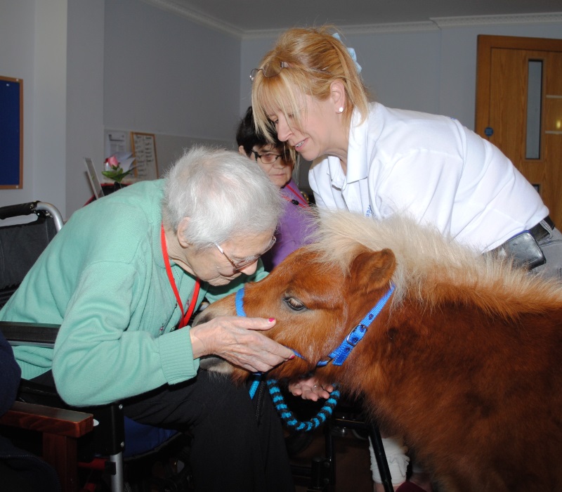 Therapy Ponies Scotland